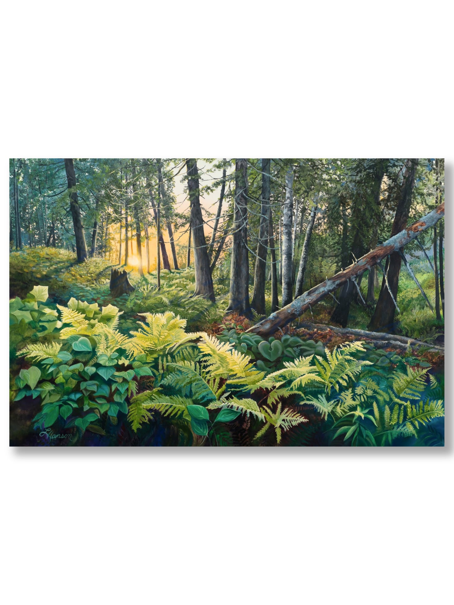 Enchanted Forest
