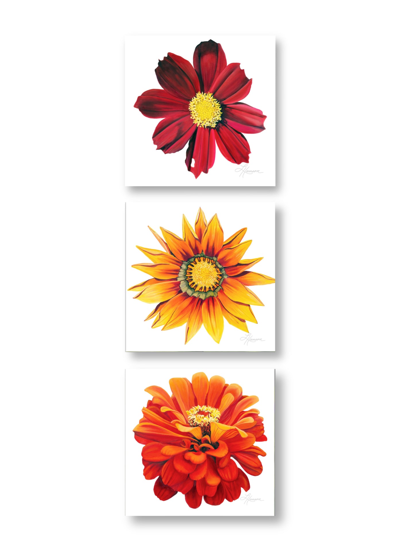 Gazania Print