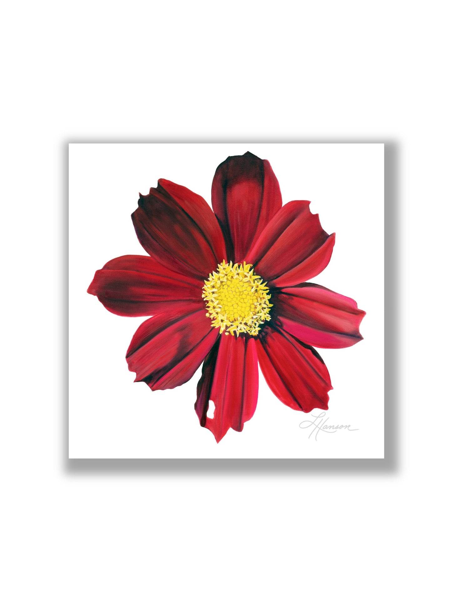 Red Velvet Cosmos Print