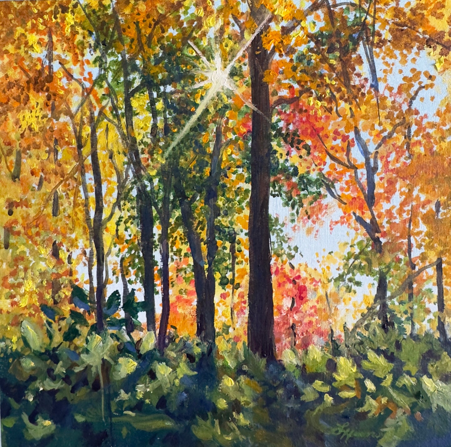 Maple Radiance