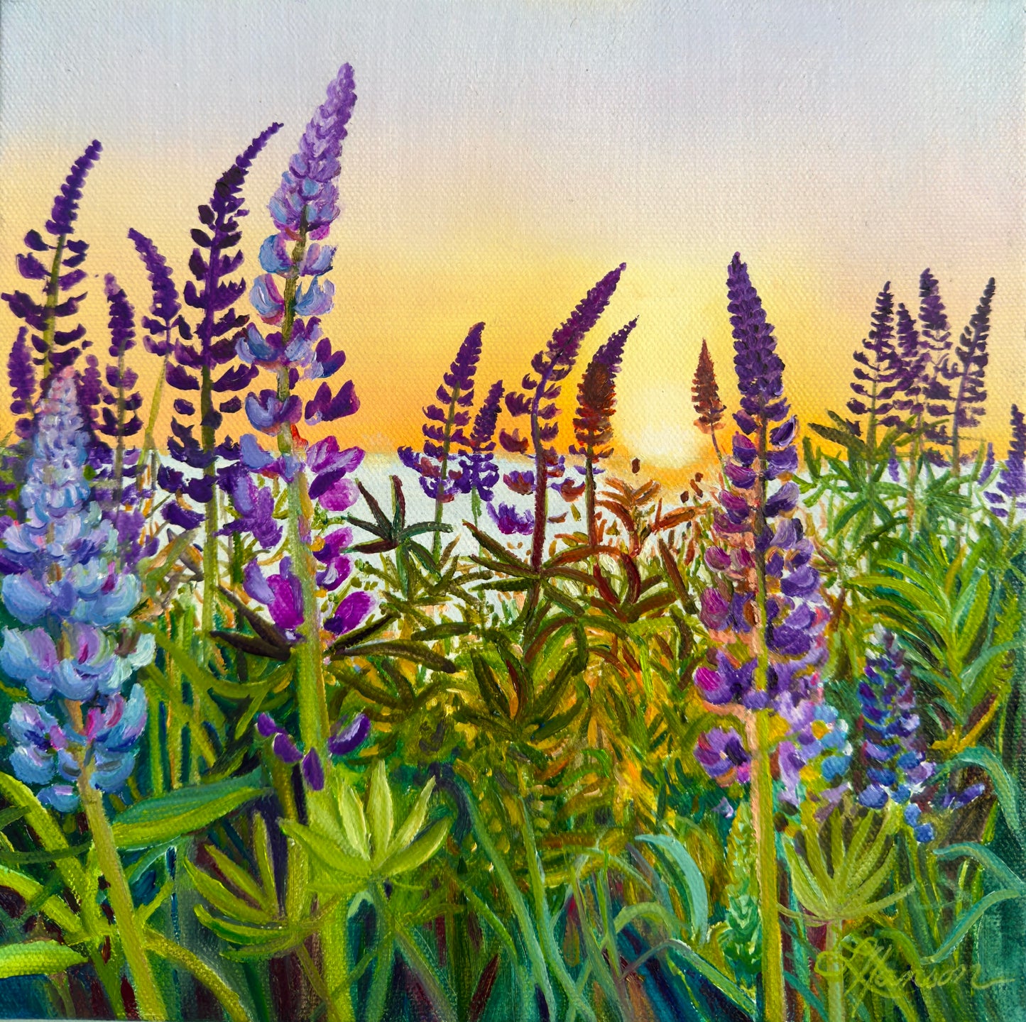 Lupine Lullaby