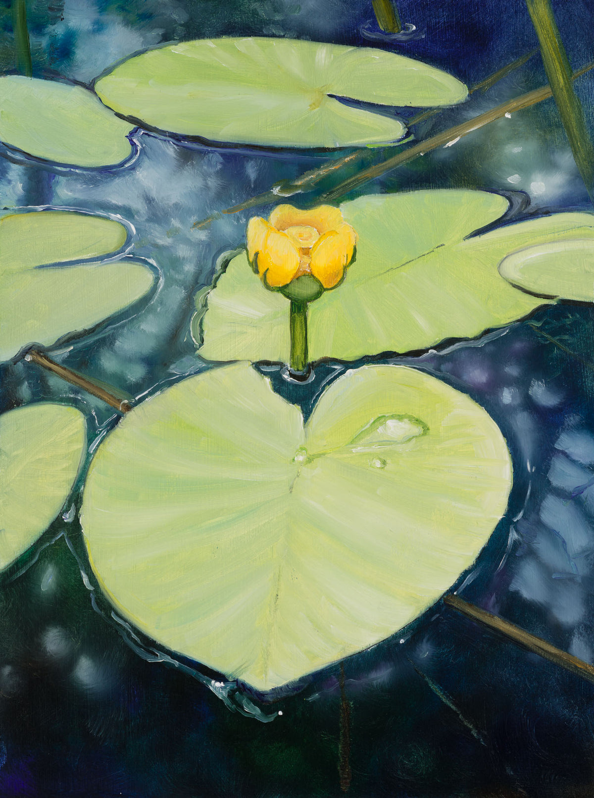 Yellow water lily flower on green lily pads with a dark blue water background