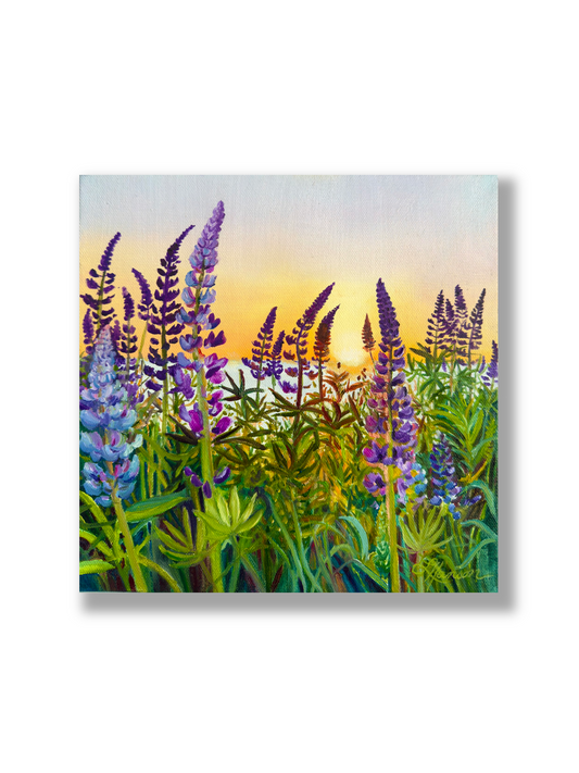 Lupine Lullaby