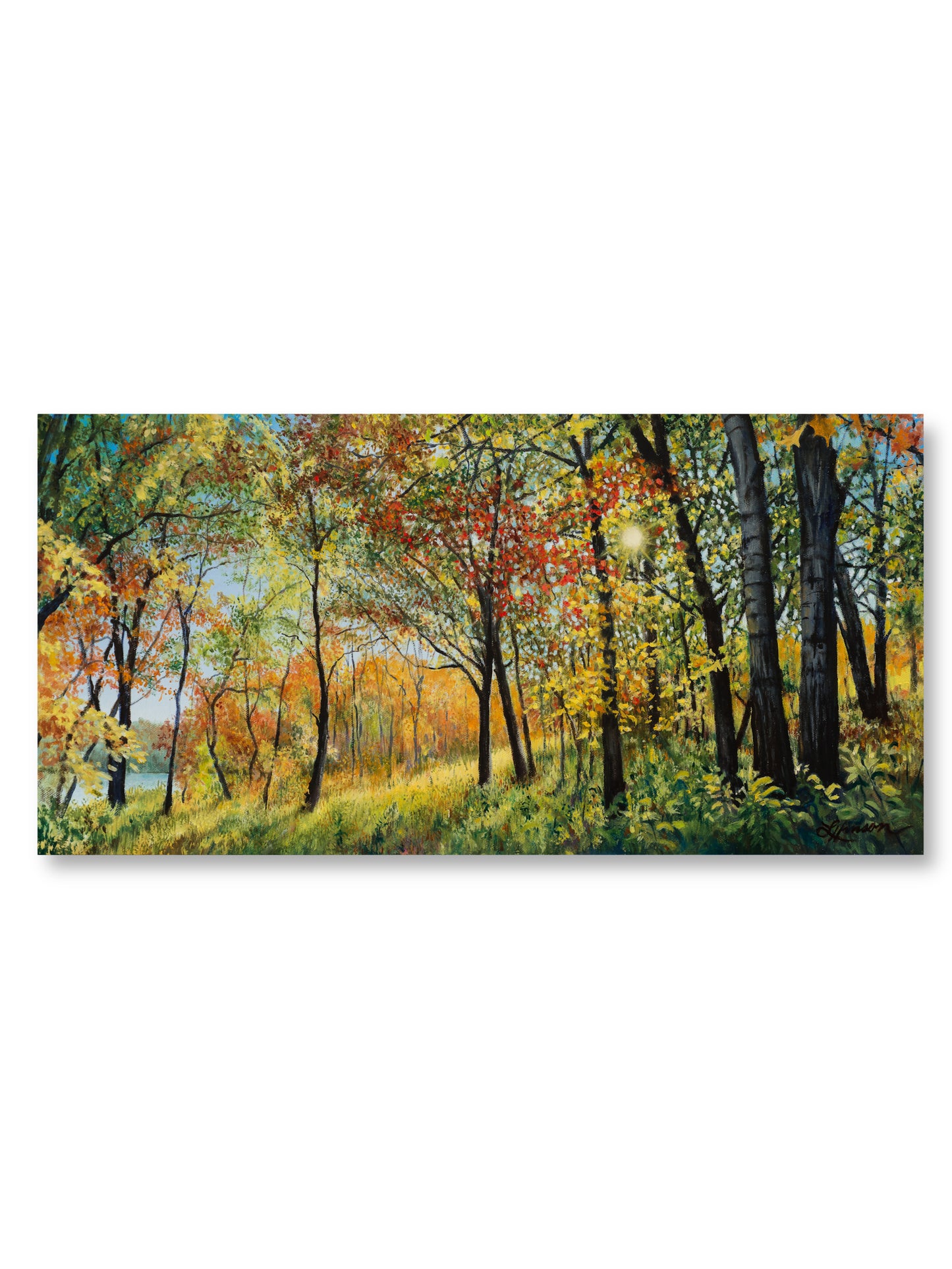 Canopy Of Color