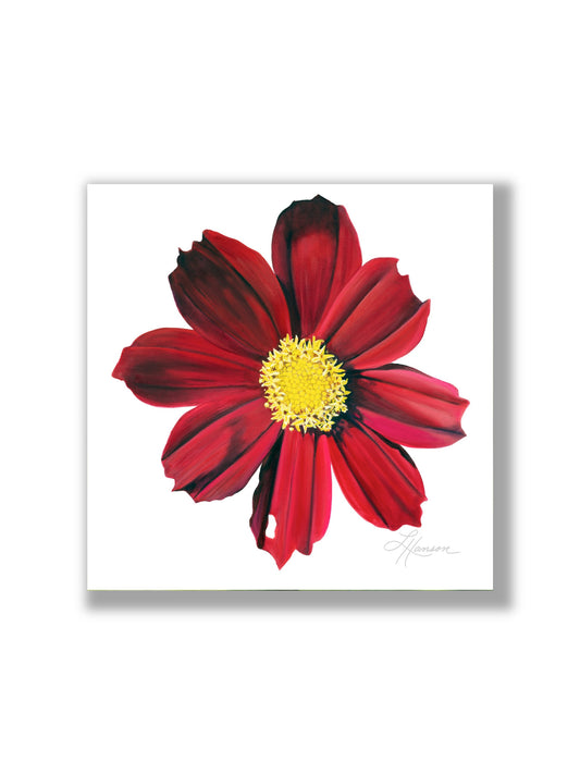 Red Velvet Cosmos Print