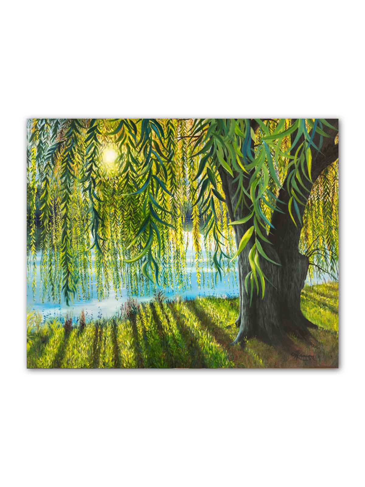 Willow Sunrise